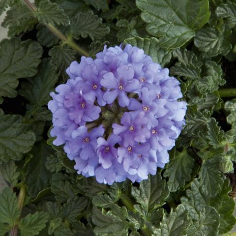 photo of flower to be used as: Pot, patio, basket Verbena Fuego® Denim Blue