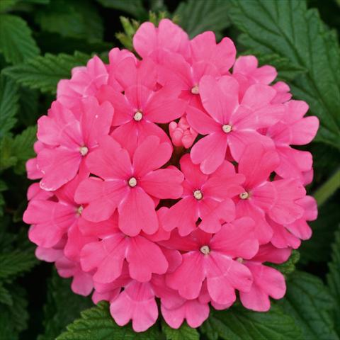 photo of flower to be used as: Pot, patio, basket Verbena Fuego® Pink