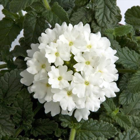 photo of flower to be used as: Pot, patio, basket Verbena Fuego® White