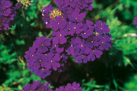 photo of flower to be used as: Pot, patio, basket Verbena Lascar® Dark Blue