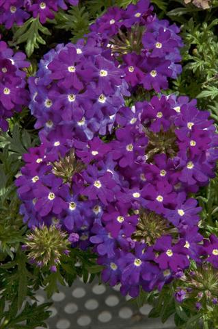 photo of flower to be used as: Pot, patio, basket Verbena Lascar® Dark Violet with eye