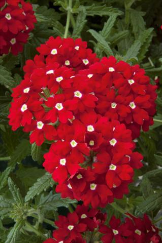 photo of flower to be used as: Pot, patio, basket Verbena Lascar® Red with eye