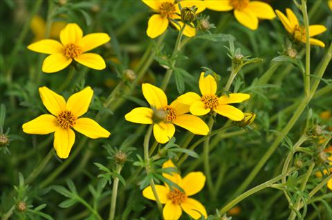 photo of flower to be used as: Pot, bedding, patio, basket Bidens ferulifolia Bee® Compact Patio Yellow