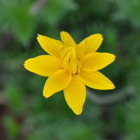 photo of flower to be used as: Pot, bedding, patio, basket Bidens ferulifolia Bee® Double Yellow