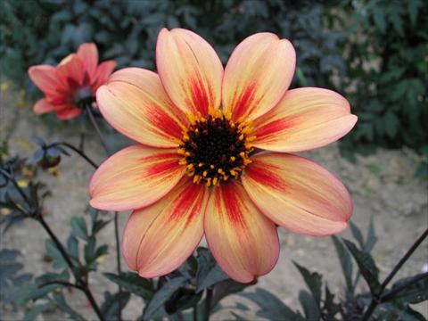 photo of flower to be used as: Pot and bedding Dahlia Mystic® Memories