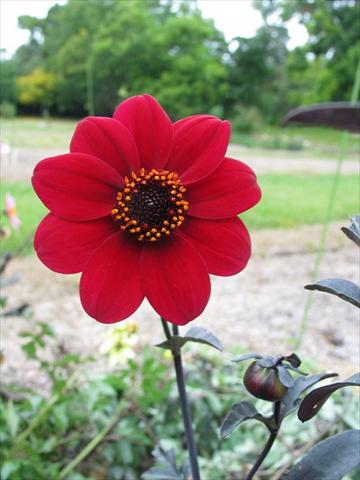 photo of flower to be used as: Pot and bedding Dahlia Mystic® Wonder