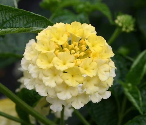 photo of flower to be used as: Pot, bedding, patio Lantana camara Evita® Citrus