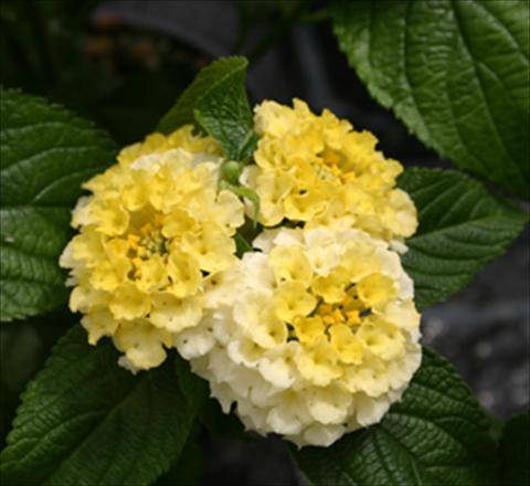 photo of flower to be used as: Pot, bedding, patio Lantana camara Evita® Lemon
