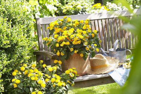 photo of flower to be used as: Pot, bedding, patio Lantana camara Yellow