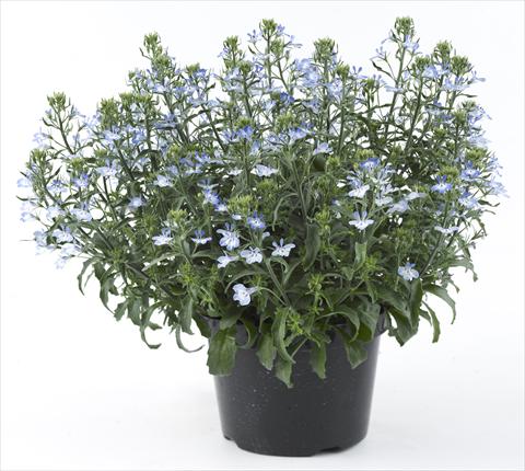 photo of flower to be used as: Pot, bedding, patio, basket Lobelia California® Light Blue White