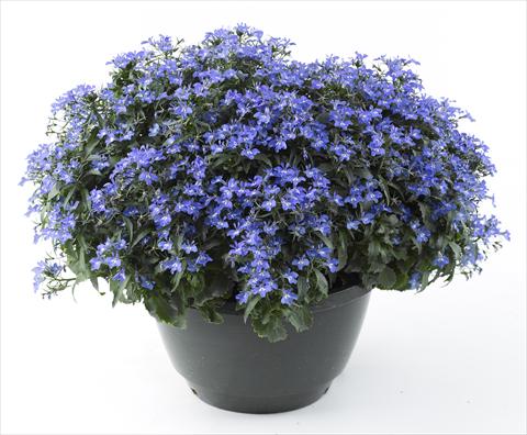 photo of flower to be used as: Pot, bedding, patio, basket Lobelia California® Sky Blue