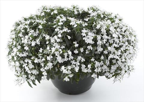 photo of flower to be used as: Pot, bedding, patio, basket Lobelia California® White