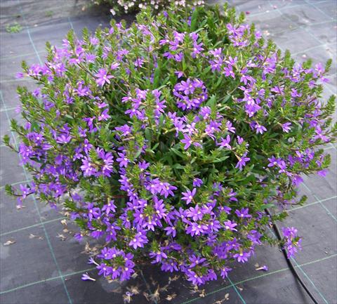 photo of flower to be used as: Pot, patio, basket Scaevola aemula Compact Blue