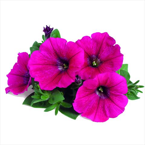 photo of flower to be used as: Basket / Pot Petunia RED FOX Potunia® Neon