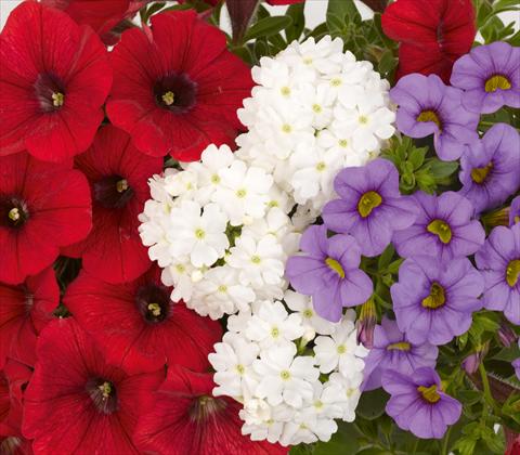 photo of flower to be used as: Pot, patio, basket 3 Combo RED FOX Confetti Garden Trio Patriot