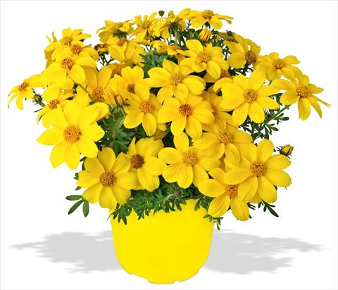 photo of flower to be used as: Pot, patio, basket Bidens ferulifolia Bidy Gonzales Top