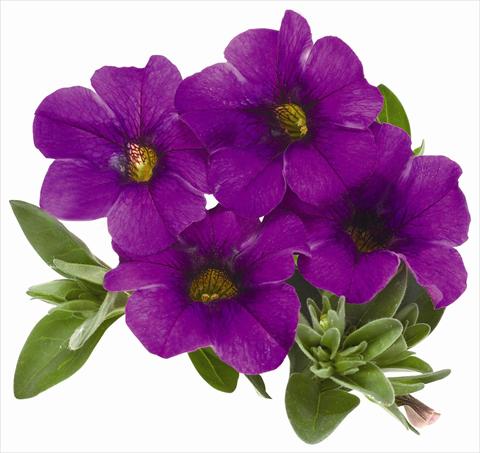 photo of flower to be used as: Pot, patio, basket Calibrachoa RED FOX Aloha® Kona Dark Lavender