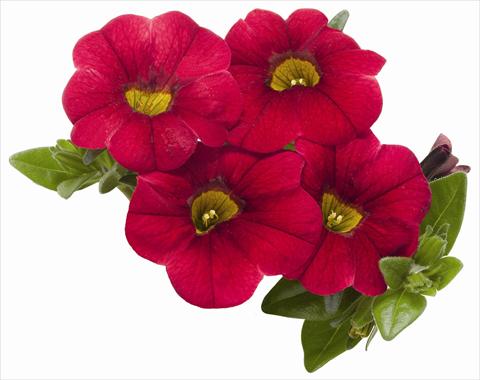 photo of flower to be used as: Pot, patio, basket Calibrachoa RED FOX Aloha® Kona Dark Red