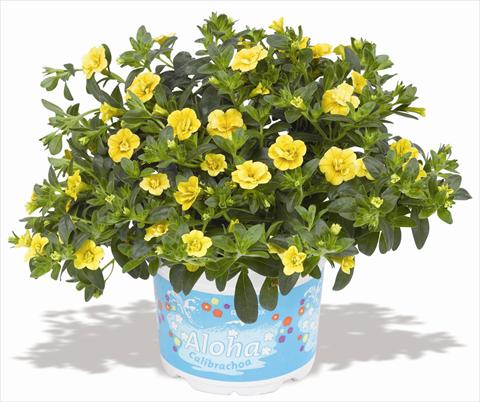 photo of flower to be used as: Pot, patio, basket Calibrachoa RED FOX Aloha® Double Citric