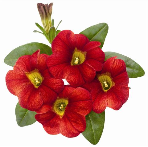 photo of flower to be used as: Pot, patio, basket Calibrachoa RED FOX Aloha® Fire 2012