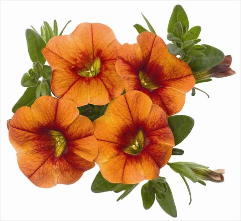 photo of flower to be used as: Pot, patio, basket Calibrachoa RED FOX Aloha® Kona Hot Orange