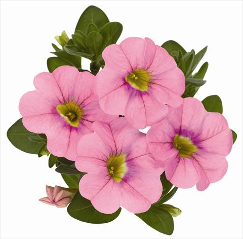 photo of flower to be used as: Pot, patio, basket Calibrachoa RED FOX Aloha® Kona Soft Pink