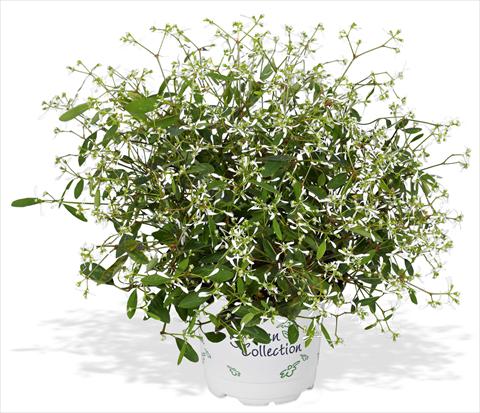 photo of flower to be used as: Bedding / border plant Chameasyce hypericifolia RED FOX Star Dust White Flash