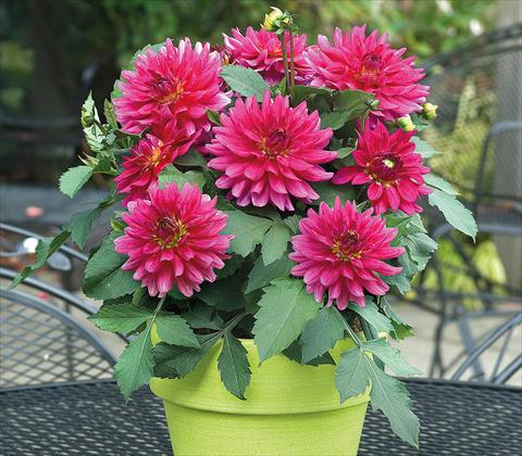 photo of flower to be used as: Pot and bedding Dahlia RED FOX XXL Chiapas