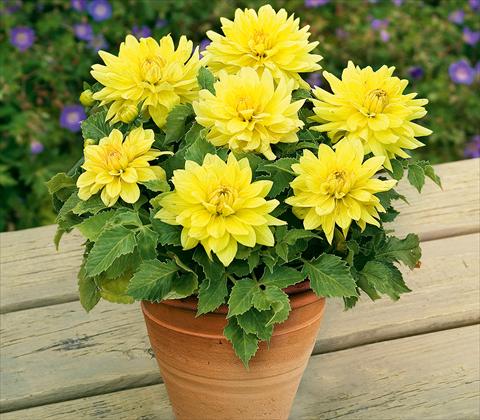 photo of flower to be used as: Pot and bedding Dahlia RED FOX XXL Durango