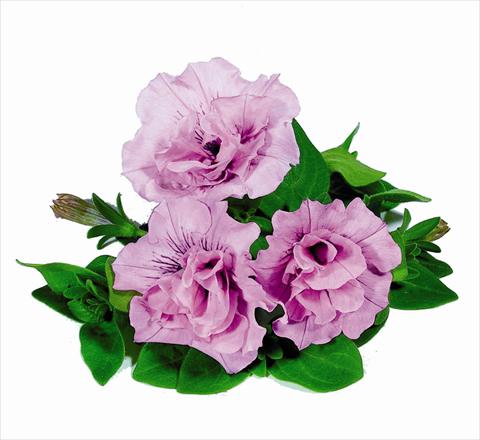 photo of flower to be used as: Basket / Pot Petunia x hybrida RED FOX Double Surprise Soft Pink