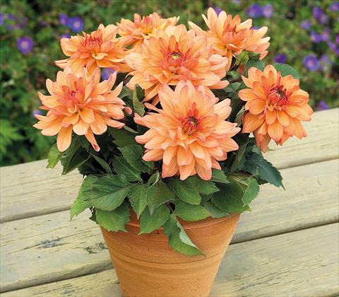 photo of flower to be used as: Pot and bedding Dahlia RED FOX XXL Hidalgo
