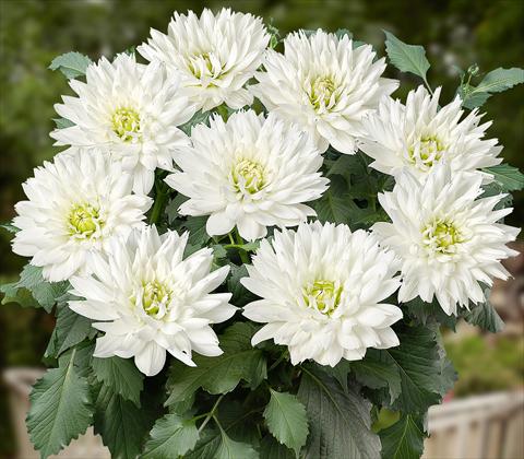 photo of flower to be used as: Pot and bedding Dahlia RED FOX XXL Mayo