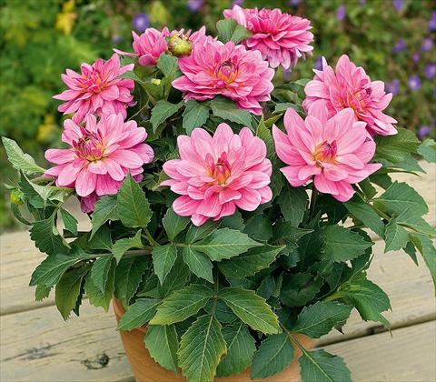 photo of flower to be used as: Pot and bedding Dahlia RED FOX XXL Paraiso