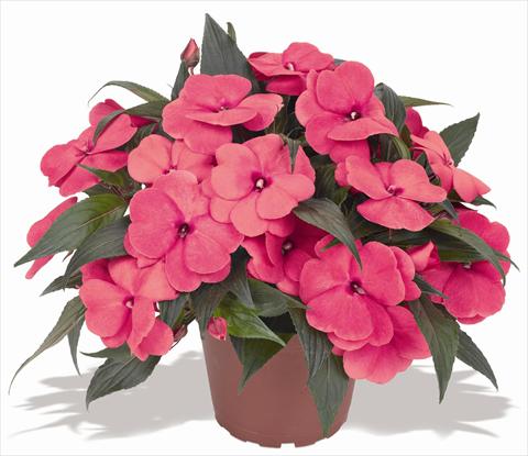 photo of flower to be used as: Pot and bedding Impatiens N. Guinea RED FOX Magnum Hot Pink