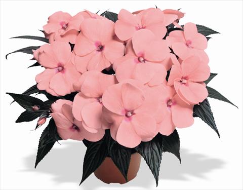 photo of flower to be used as: Pot and bedding Impatiens N. Guinea RED FOX Magnum Pink
