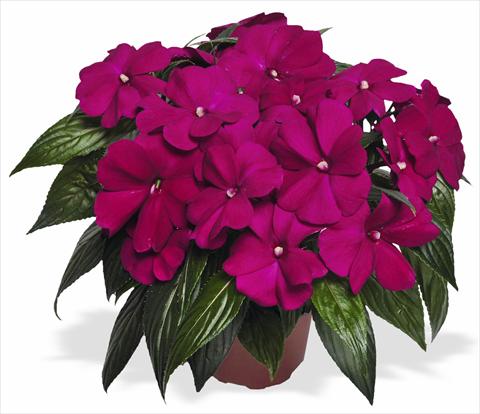 photo of flower to be used as: Pot and bedding Impatiens N. Guinea Magnum Purple