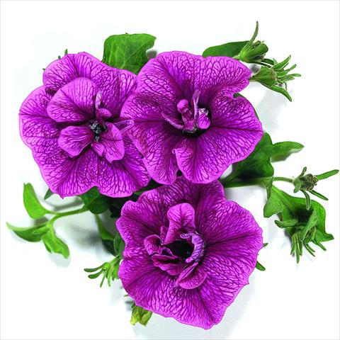 photo of flower to be used as: Basket / Pot Petunia x hybrida RED FOX Double Surprise Purple Vein