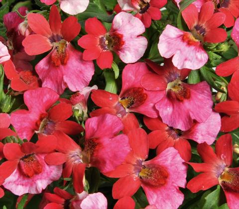 photo of flower to be used as: Basket / Pot Nemesia RED FOX Nemo Pink Shades