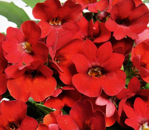 photo of flower to be used as: Basket / Pot Nemesia RED FOX Nemo Ruby 2013