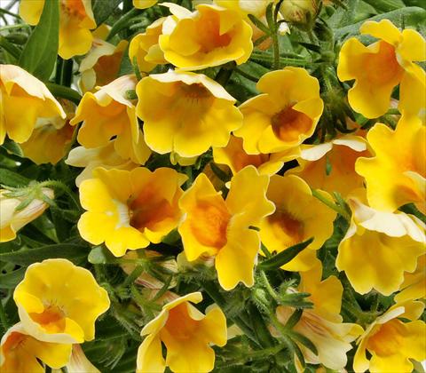 photo of flower to be used as: Basket / Pot Nemesia RED FOX Nemo Yellow