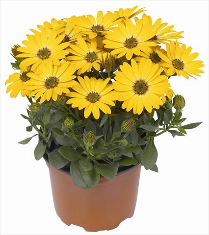 photo of flower to be used as: Pot and bedding Osteospermum RED FOX Summertime® Gold