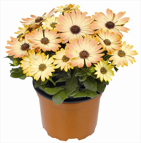photo of flower to be used as: Pot and bedding Osteospermum RED FOX Summertime® Sweet Bronze 2013