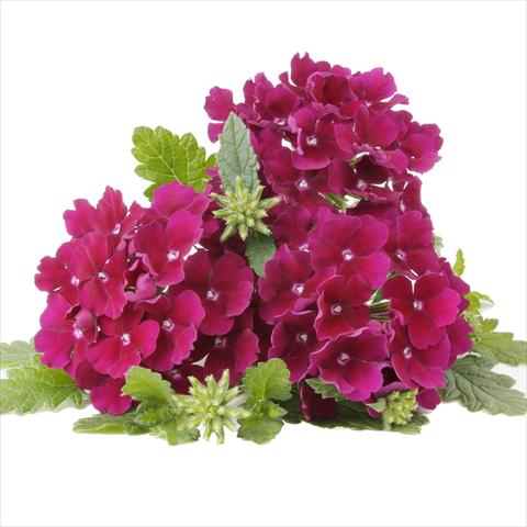 photo of flower to be used as: Pot and bedding Verbena RED FOX Empress Flair Burgundy