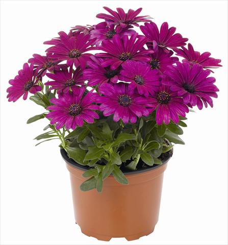 photo of flower to be used as: Pot and bedding Osteospermum RED FOX Summertime® Sweet Kardinal