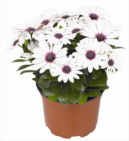 photo of flower to be used as: Pot and bedding Osteospermum RED FOX Summertime® Sweet White