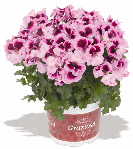 photo of flower to be used as: Patio, pot Pelargonium interspec. RED FOX Graziosa Royal Lavender