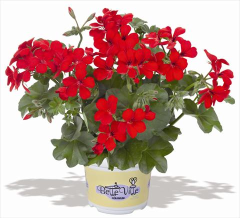 photo of flower to be used as: Pot, patio, basket Pelargonium peltatum RED FOX Belle Ville Red