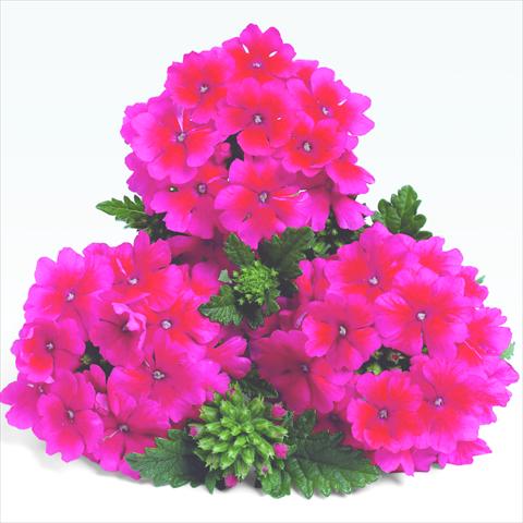 photo of flower to be used as: Pot and bedding Verbena RED FOX Empress Strawberry