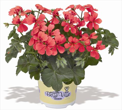 photo of flower to be used as: Pot, patio, basket Pelargonium peltatum RED FOX Belle Ville Salmon