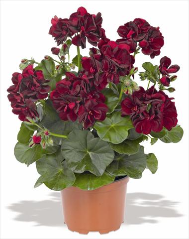 photo of flower to be used as: Pot, patio, basket Pelargonium peltatum RED FOX Pacific Black Night